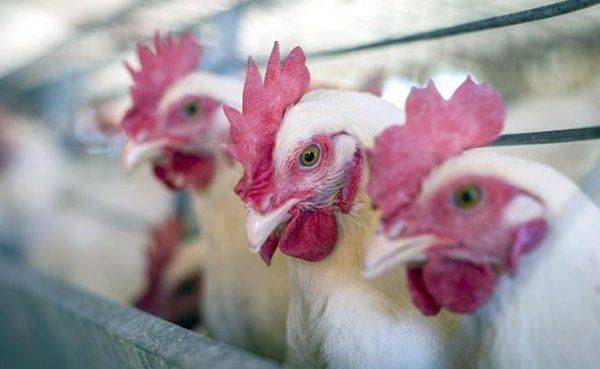 Наши куры против ножек Буша Наши куры против ножек Буша