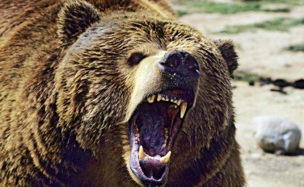 Не сядем в вечной мерзлоте на задние понурые лапы Не сядем в вечной мерзлоте на задние понурые лапы