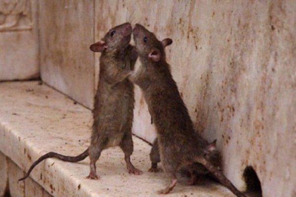 Во Львове протесты против «мусорного эпицентра»: патриоты бояться нашествия крыс и тараканов Во Львове протесты против «мусорного эпицентра»: патриоты бояться нашествия крыс и тараканов