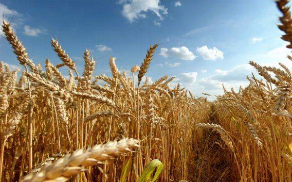 В России вывели перспективный вид пшеницы, стойкий к экстремальным условиям В России вывели перспективный вид пшеницы, стойкий к экстремальным условиям