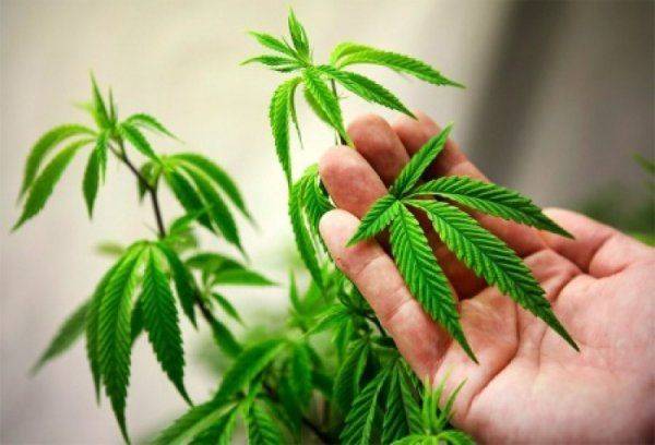 Оп, оп, Мишель, или Когда заколосится конопля Оп, оп, Мишель, или Когда заколосится конопля