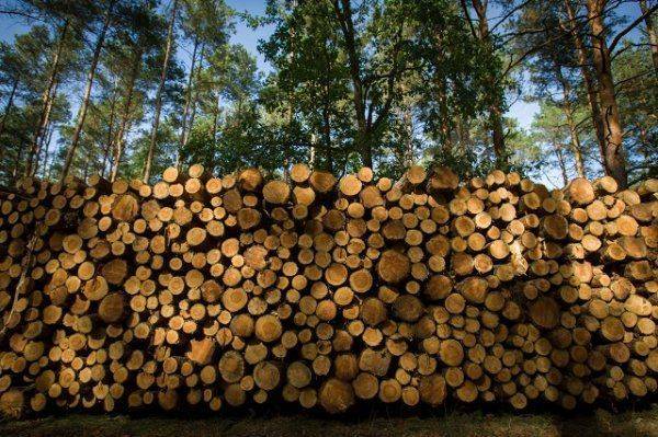 Продано: Украина отдает свои леса за бесценок