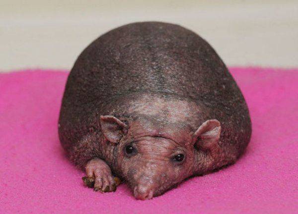 Боевой символ НАТО не оправдал ожиданий: ежик сдулся? Боевой символ НАТО не оправдал ожиданий: ежик сдулся?