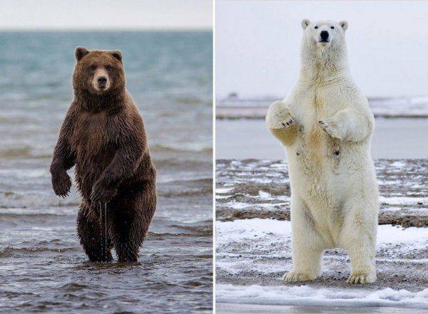 Русские, кто вы? И где вы?! Русские, кто вы? И где вы?!