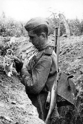 Солдатские рассказы: история настоящего кота-зенитчика Солдатские рассказы: история настоящего кота-зенитчика