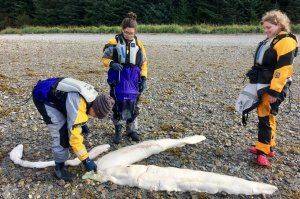 Ученые расследуют тайну останков странного океанского создания