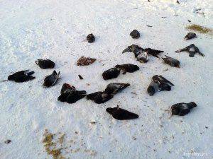 Зоологи выяснили причину массовой гибели птиц в Чите