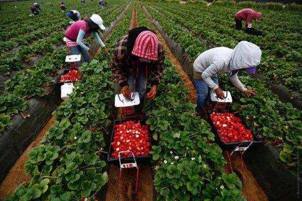 Польша приготовила неприятный новогодний подарок украинским гастарбайтерам Польша приготовила неприятный новогодний подарок украинским гастарбайтерам