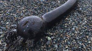 На Чукотке появились гигантские "морские змеи"