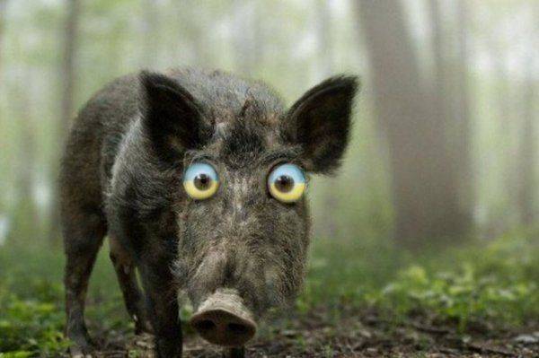 Украинские «стукачки»: выпил? Спел русскую песню? В тюрьму! Украинские «стукачки»: выпил? Спел русскую песню? В тюрьму!