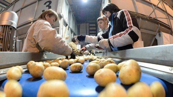 Картофель лишили свежести Картофель лишили свежести