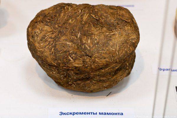 «Дерьмо мамонта» не тонет «Дерьмо мамонта» не тонет