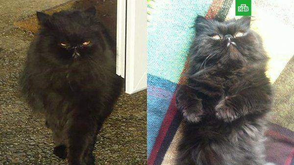 Накануне грандиозного шухера Накануне грандиозного шухера