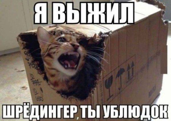 Гройсман и кот Шредингера Гройсман и кот Шредингера