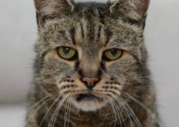 ПАСЕ: пепел кота Скрипаля ПАСЕ: пепел кота Скрипаля