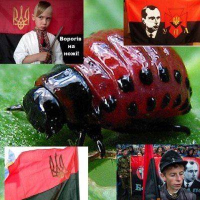 Разведение личинок: Во львовской школе №93 для школьников открыли макет схрона УПА