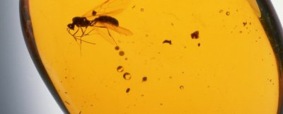 В Украине после смены власти началась война за янтарь