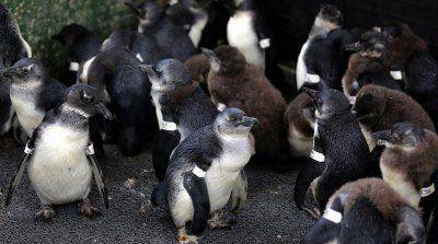 Учёные: Мир находится на грани великого вымирания видов растений и животных