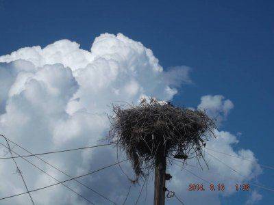 АИСТЫ В СЕМЕНОВКЕ. ХОРОШИЙ ЗНАК