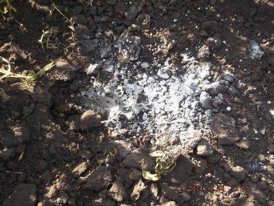 АИСТЫ В СЕМЕНОВКЕ. ХОРОШИЙ ЗНАК