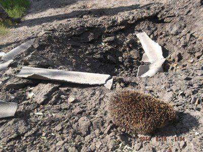 АИСТЫ В СЕМЕНОВКЕ. ХОРОШИЙ ЗНАК