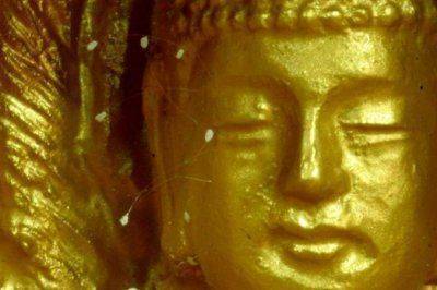 По всему миру расцвёл удумбара, что случается один раз в 3000 лет