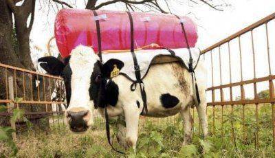 Несколько познавательных фактов об Украине без газа