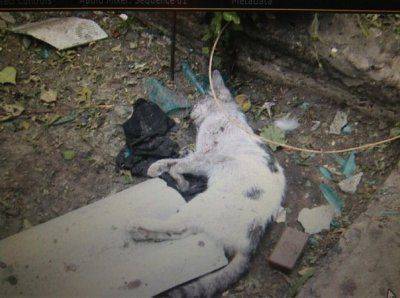 Сводка событий от Стрелкова Игоря Ивановича за 04.07.201