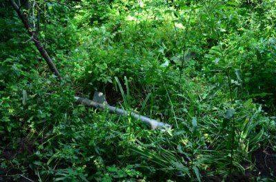 Сводки от Стрелкова 12 июля 2014 года