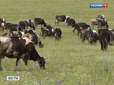Стадо коров с луганской фермы сбежало в Россию