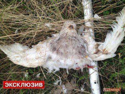 Сводки от Стрелкова 18 июля 2014