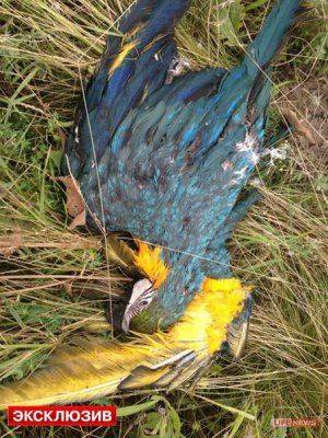 Сводки от Стрелкова 18 июля 2014