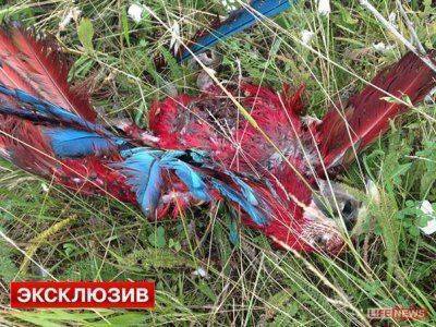 Сводки от Стрелкова 18 июля 2014