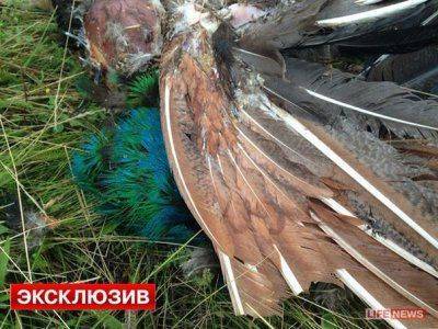 Сводки от Стрелкова 18 июля 2014