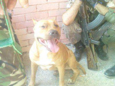 Сводки от ополчения Новороссии за 31 июля 2011