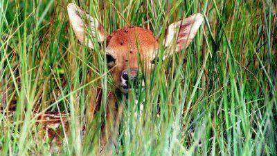 ВИДЕО: олененок не хочет покидать рук своего спасителя
