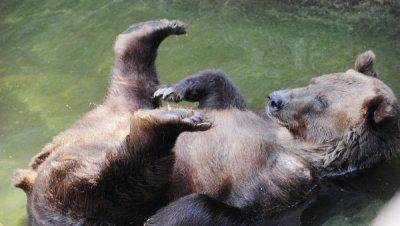 ВИДЕО: медведь в зоопарке стал спасителем вороны