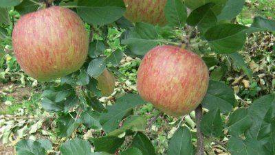 Польша просит США купить "запрещенные" яблоки