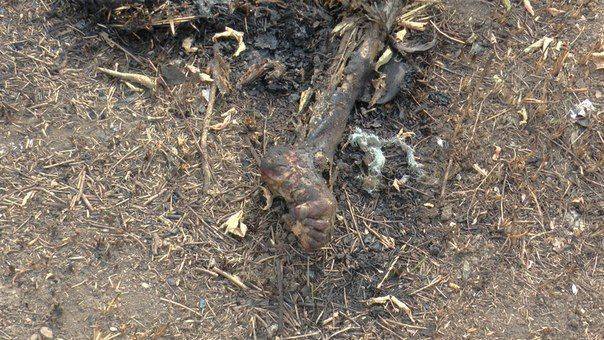 Сводки от ополчения Новороссии за 3  сентября 2014