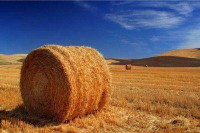 Украина может заместить 18% газа биомассой с полей