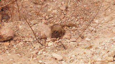 О преступлениях украинских военных и карателей: от неконвенционного оружия до торговли органами