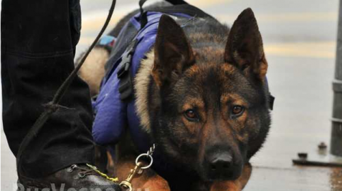 На вокзале в Харькове нашли гранаты, — МВД