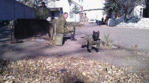 Сводки от ополчения Новороссии 1 декабря 2014 года