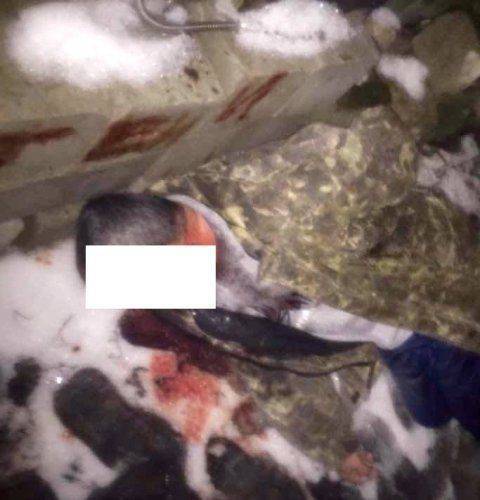 Призрачные партизаны Донбасса: «Тени» в стране теней и генералов ВДВ