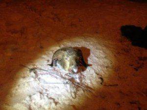 Запорожской "самообороне" прислали отрезанную баранью голову