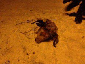 Запорожской "самообороне" прислали отрезанную баранью голову