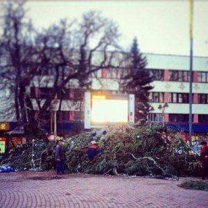 Новогодняя ель рухнула в Ивано-Франковске