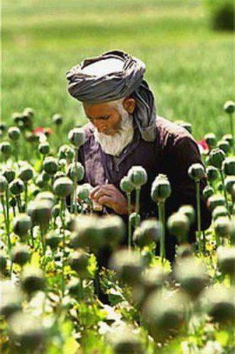 Афганские опиаты на Украине