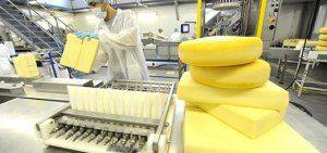 Импортозамещение. Российский сыр уходит «с молотка»