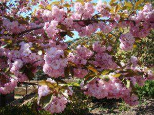 «Никита» в тюрбане: цветочному триумфу российского Крыма помогли голландцы  